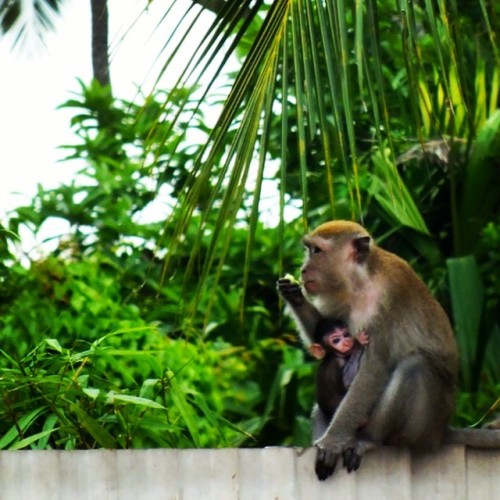 imaginelacedragonsfashion:  Some adorable monkeys on the island! #monkeys #wildlife #jungle #holiday
