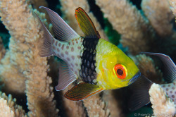 libutron:  Pajama Cardinalfish - Sphaeramia nematoptera Commonly known with names such as Coral Cardinalfish, Pajama Cardinalfish, Polkadot Cardinal Fish, and Pyjama Cardinalfish, this little fish up to 8.5 cm in total length has the scientific name