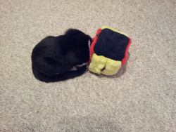 sazzlepops:we have this little fuzzy cube cat toy that had balls in it which the cat is supposed to fish out of it. what my cat does is stick his fucking head in it, he does it all the time, he loves this fucking cube and when i take it off him he just