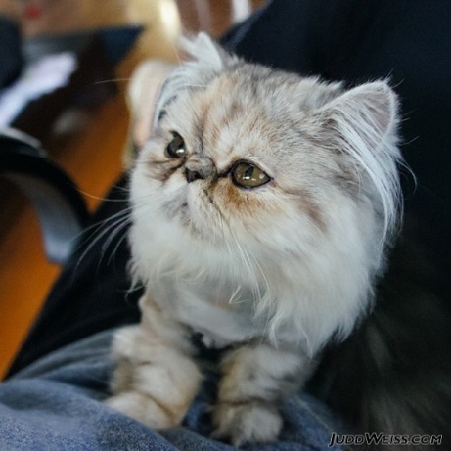 juddweiss: Today needs a photo of my cat when she was a kitten - September 2010 #2010 #abby #catsofi