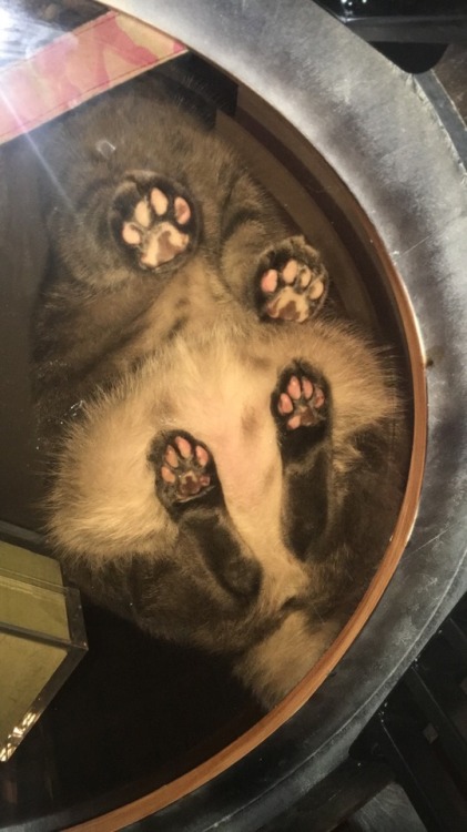 catsuggest:  oliver suggests: sit on tabile so houman can c beans n tummi