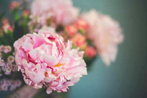 bridieellenphotography:f l o u r  &amp;  b l o o m 
