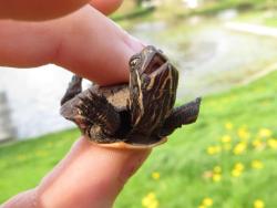 tupacabra:  i’m gonna cry look how fckin happy this turtle looks 