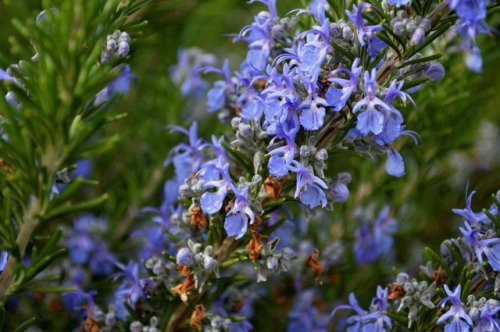 megarah-moon:Honeybees and rosemary~♡ Buy My Photography ♡