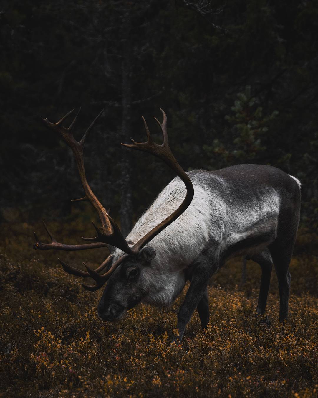 seriallier:  © cvltfvck on @instagram  