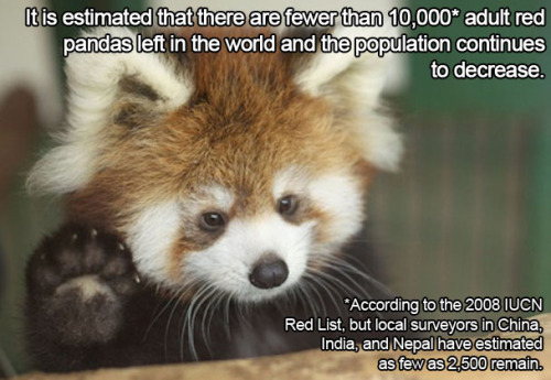 thelustfulkitten:  Don’t let my favorite animal become extinct!! 