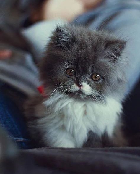 Adorable Little Kitten