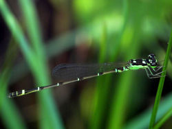 astronomy-to-zoology:  Four-spot Midget (Mortonagrion