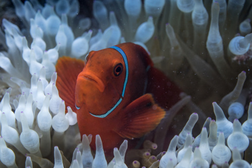 Spinecheek anenome fish, Lizard Island, GBR