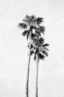 31art:Palm Tree Photograph Vertical Print