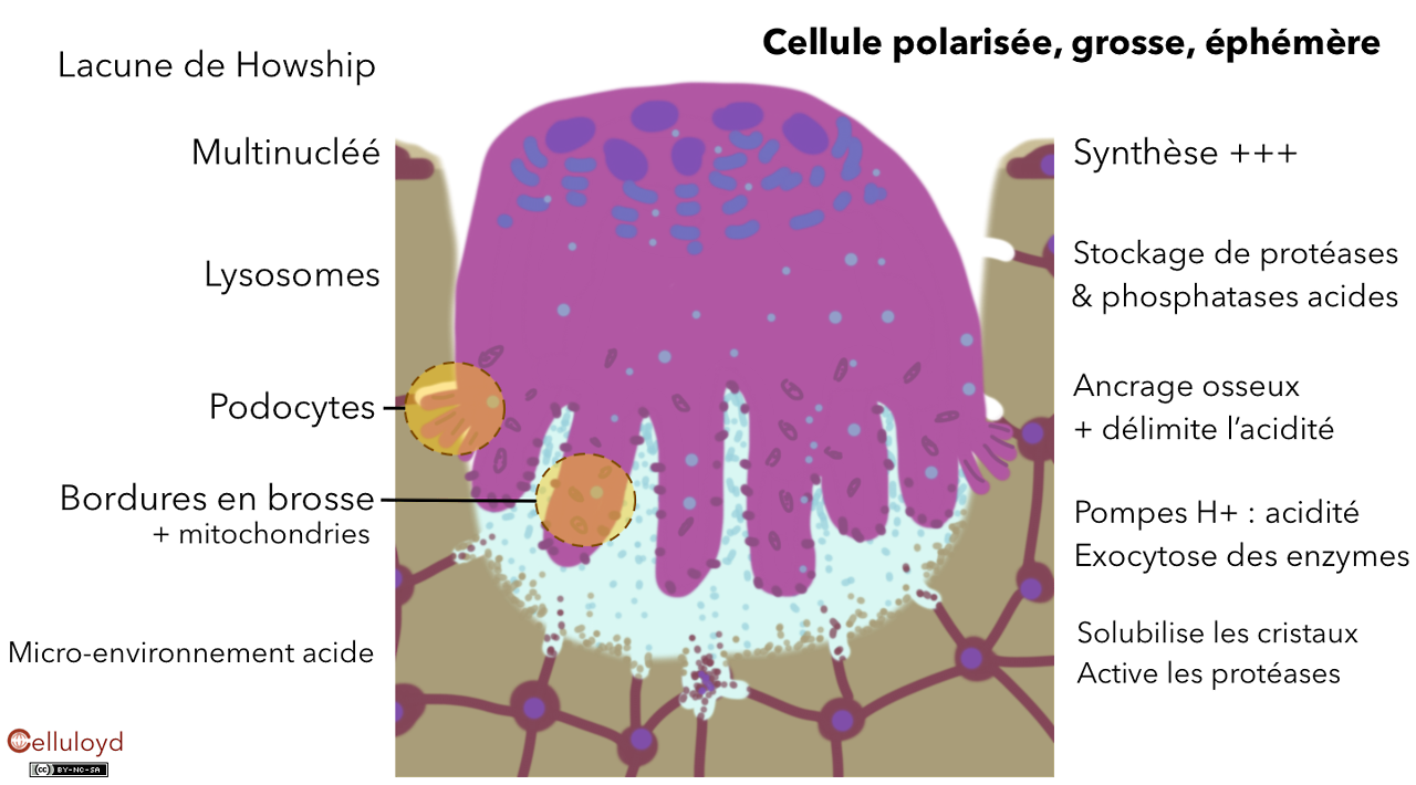 Différentes méthodes d'ostéosynthèse - VETOPEDIA