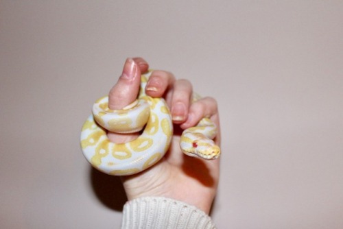 the-love-of-snakes: frootloopyboy: at least i always have my slither boy It looks like he has some s