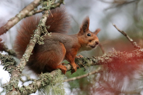 michaelnordeman:Red squirrel/ekorre. 