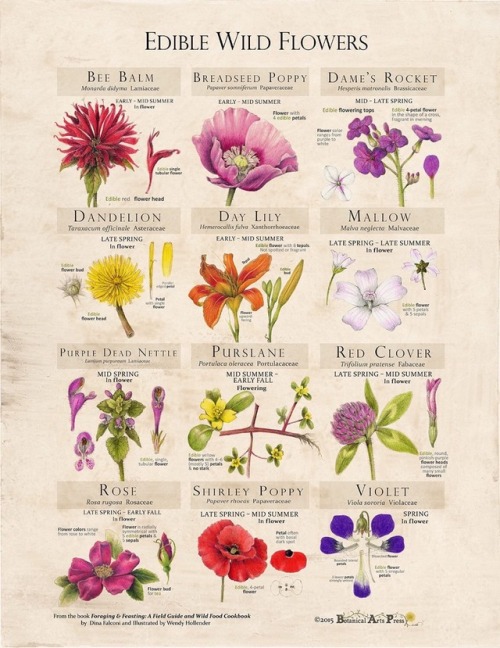 m00npixie:- Edible Wild Flowers - from the book “Foraging and Feasting: A Field Guide and Wild Food Cookbook”, by Dina Falconi & Illustrated by Wendy Hollender