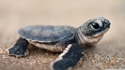 pardonmewhileipanic:the-nerdy-curvy-feminist:end0skeletal:This has been a baby turtle (and tortoise)