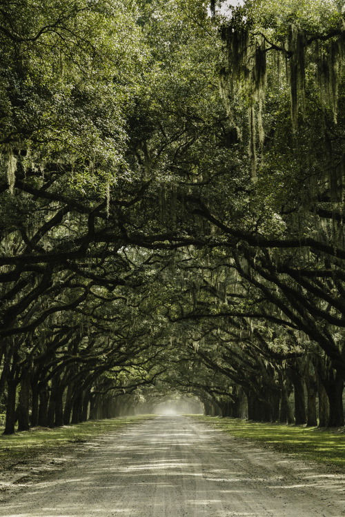 northskyphotography: Wormsloe Re-Edit | by North Sky PhotographyFacebook | Instagram | 500px | Tumbl
