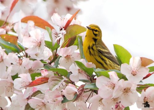 Prairie Warbler  I took about 60 shots of this Warbler and I think 3 of them were ok. Welcome to the