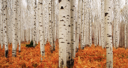 marigoldandmonarchs:  seafarers:  Fall Aspens adult photos