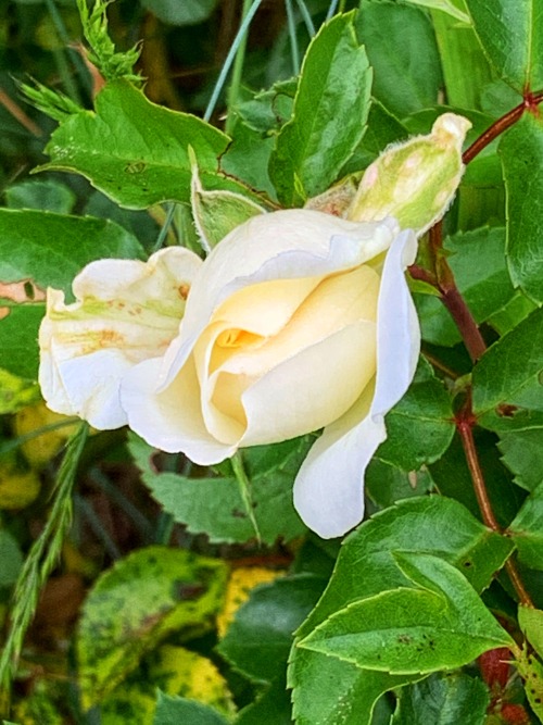 White Rosebud, Fairfax, 2020.