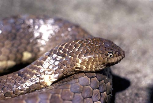 Leaf-scaled sea snake - Aipysurus foliosquama (Image credit: Hal Cogger) 