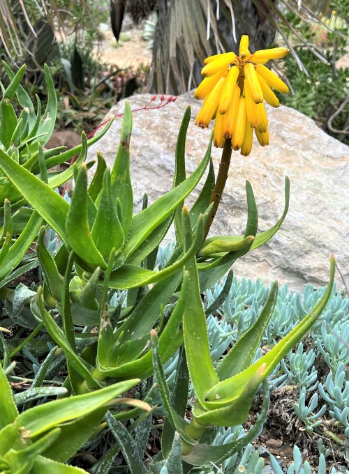 Aloe commixtaThis small aloe with a sprawling growth habit comes from Cape Peninsula (the top of the