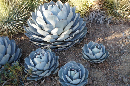 flora-file: flora-file: Agaves at the Bancroft Garden (by flora-file) Agaves are a hardy new world g