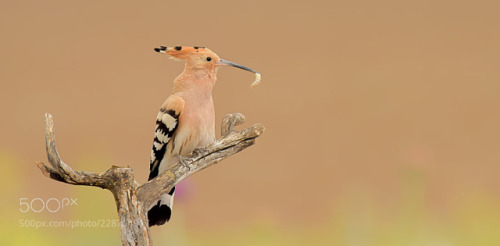 Hoopoe by muratca