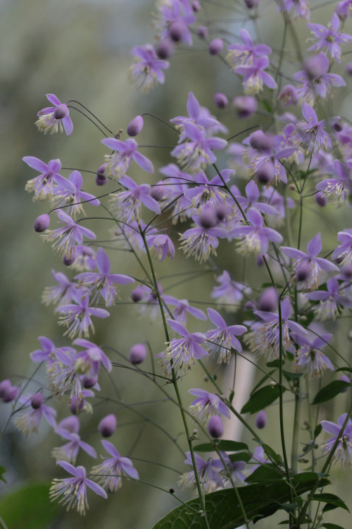 greenreblooming:plants for romantic souls: Thalictrum *photo 14 september 2015