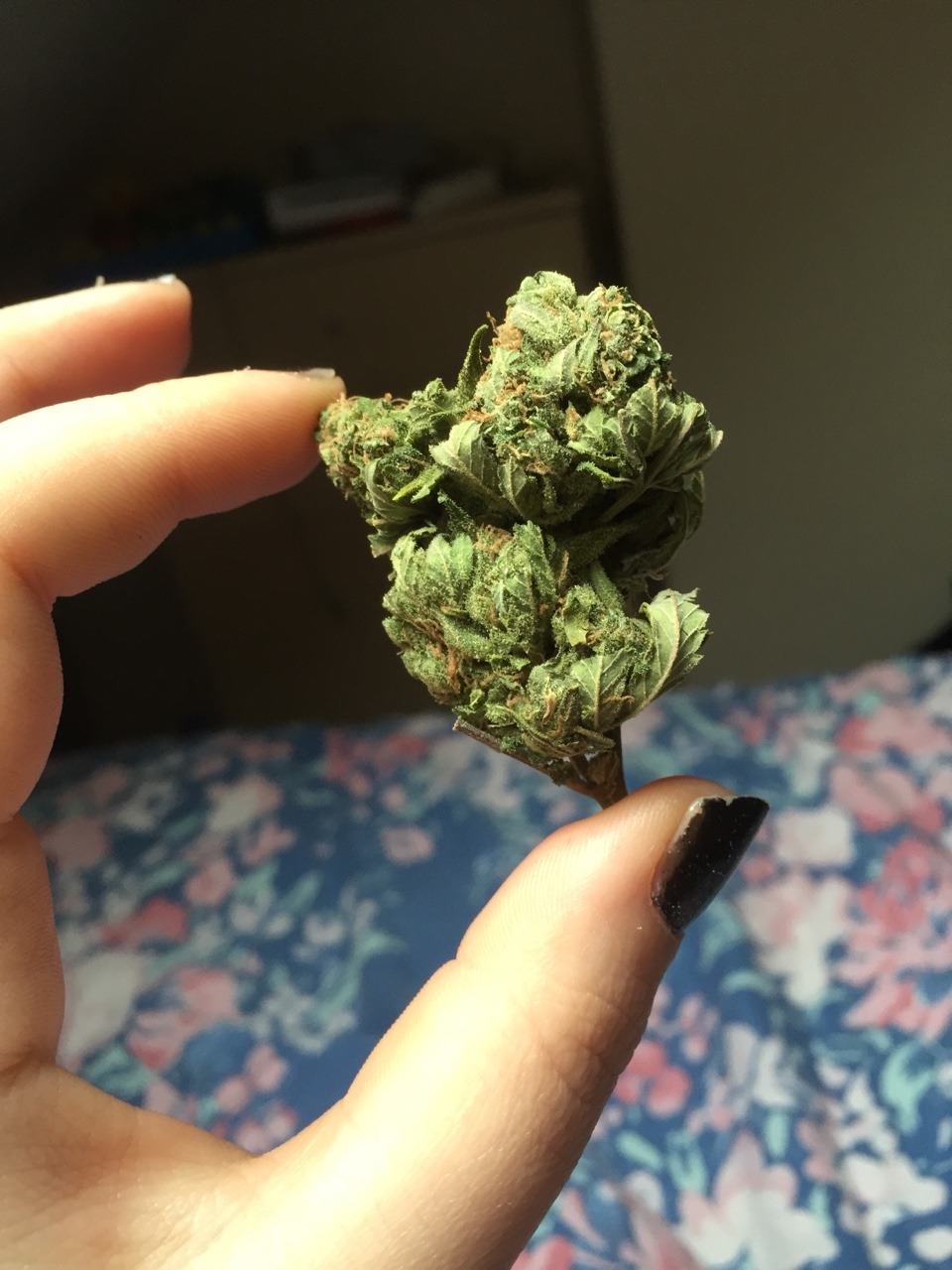 weedporndaily:  breathechaos:Weekend leftovers 😍