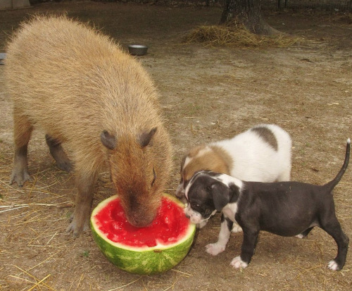 ami-angelwings: daveexmachina: melonparty dot com The Fellowship of the Rind Rocky Ridge Refuge