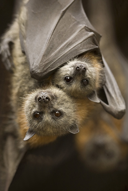 batsjustbats:  fweindz  