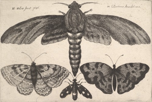 Moth and three butterflies, Wenceslaus Hollar, 1646Etching3.13 x 4.56 in. (8 x 11.6 cm)The Metropoli