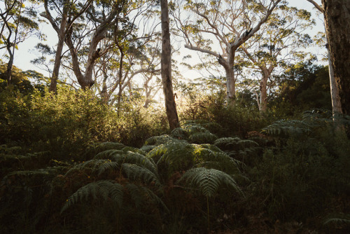 Prehistoric forests, shot down south in West Cape Howe national park, late last year. A brief moment