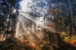 sothpark:  beams in autumnby rolfmarke  