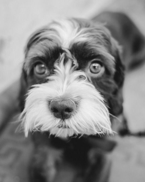 petportrait