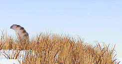wearyvoices:This whole ice age thing is getting old. You know what I could go for?