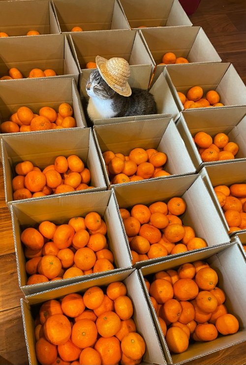 sexhaver:guooey:  「出荷待つおみかんたち」“Oranges waiting for shipment”   his name is Oranges