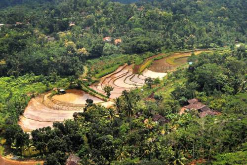 sirkusketjil:  #ricefield #gunungapi #purba #nglanggeran #wonosari #gunungkidul #ricefield #adventur