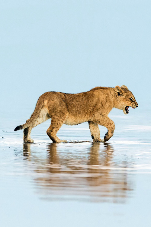 illest:  afraid of water! | ©