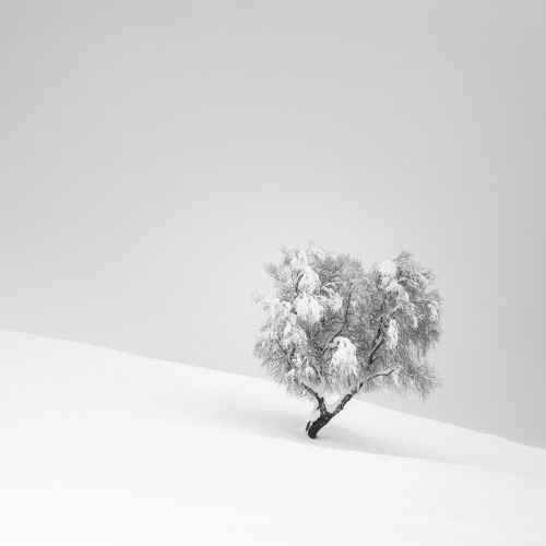 itscolossal:Black and White Photographs Capture the Striking Appearance of Bare Trees Against Snow-F