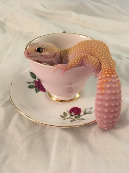 queengeck:Presenting teacup noodle part. 2