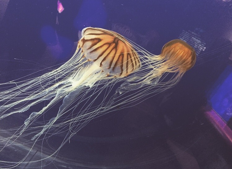 水中生物 Explore Tumblr Posts And Blogs Tumgir 水中生物 Explore Tumblr Posts And Blogs Tumgir