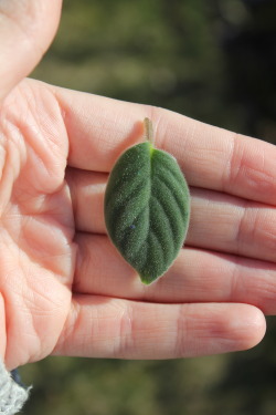 plantcosmos:  my only goal in life is to be as cute as this leaf