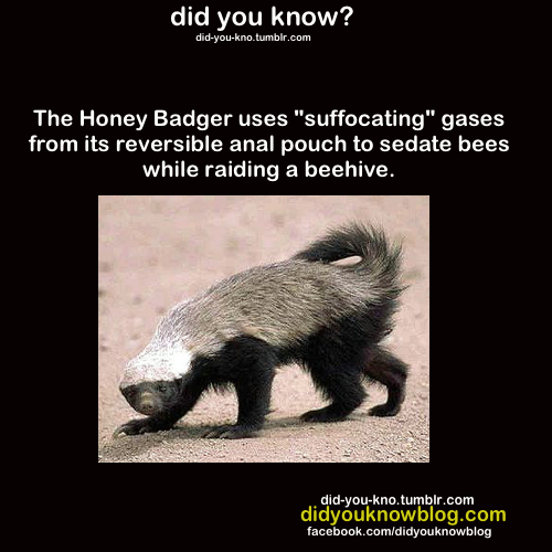 did-you-kno:  Source