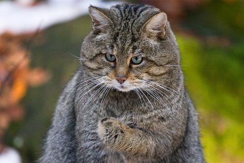 European Wildcat(via martin sass)