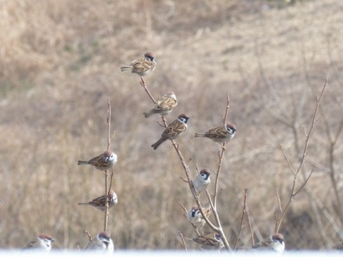 town-sparrow: スズメ　Eurasian tree sparrowTown Sparrow ～ 街のすずめ　ArchiveTown Birds ～ 街の鳥  Archive