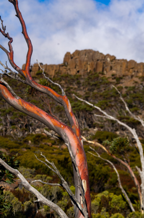 Where the rocks reach for the stars and the trees dance like flames in the wind.kunanyi.