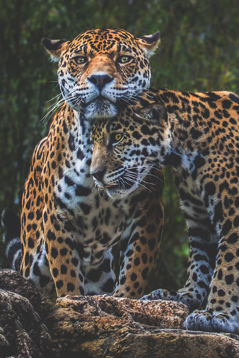 visualechoess:  Jaguar Love  by: Pat Stotler