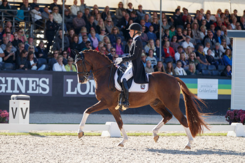 all-the-horses: Sultan des Paluds Soliman De Hus x Wanja Hanoverian, Gelding Born 2010