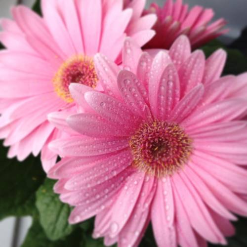 Bought flowers for myself! #flowers #pink #stillsick #treatyoself